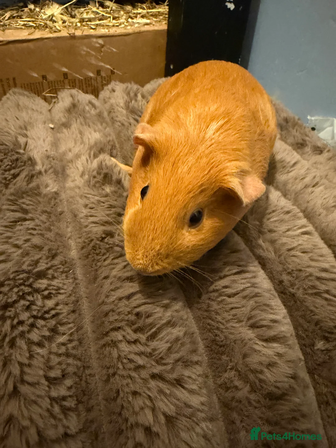 Guinea Pig rodents for sale: Baby Female and male Guinea pigs  - Advert 1