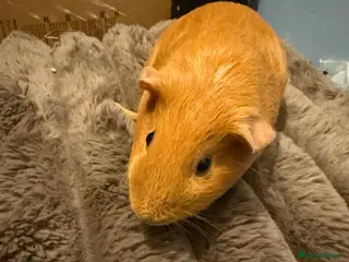 Guinea Pig rodents Baby Female and male Guinea pigs - Advert 21