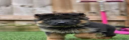 German Shepherd dogs for sale: Beautiful Black&Tan German Shepherd Male (Shadow) in Wellingborough - Advert 16