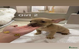 French Bulldog dogs for sale: FRENCH BULLDOG puppies 🐶  - Image 4