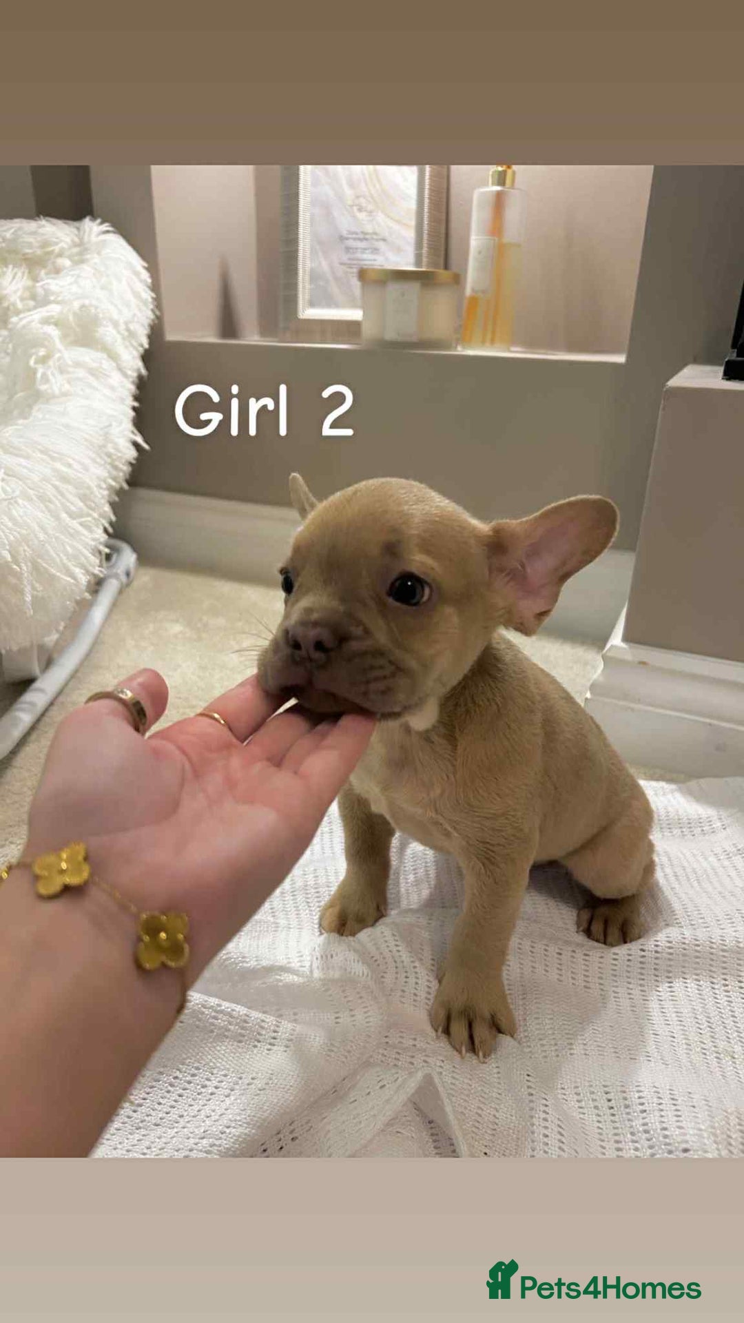 French Bulldog dogs for sale: FRENCH BULLDOG puppies 🐶  - Image 4