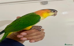 Parrots birds for sale: SILLY TAME HAND REARED BABY YELLOW THIGHED CAIQUE - Image 4