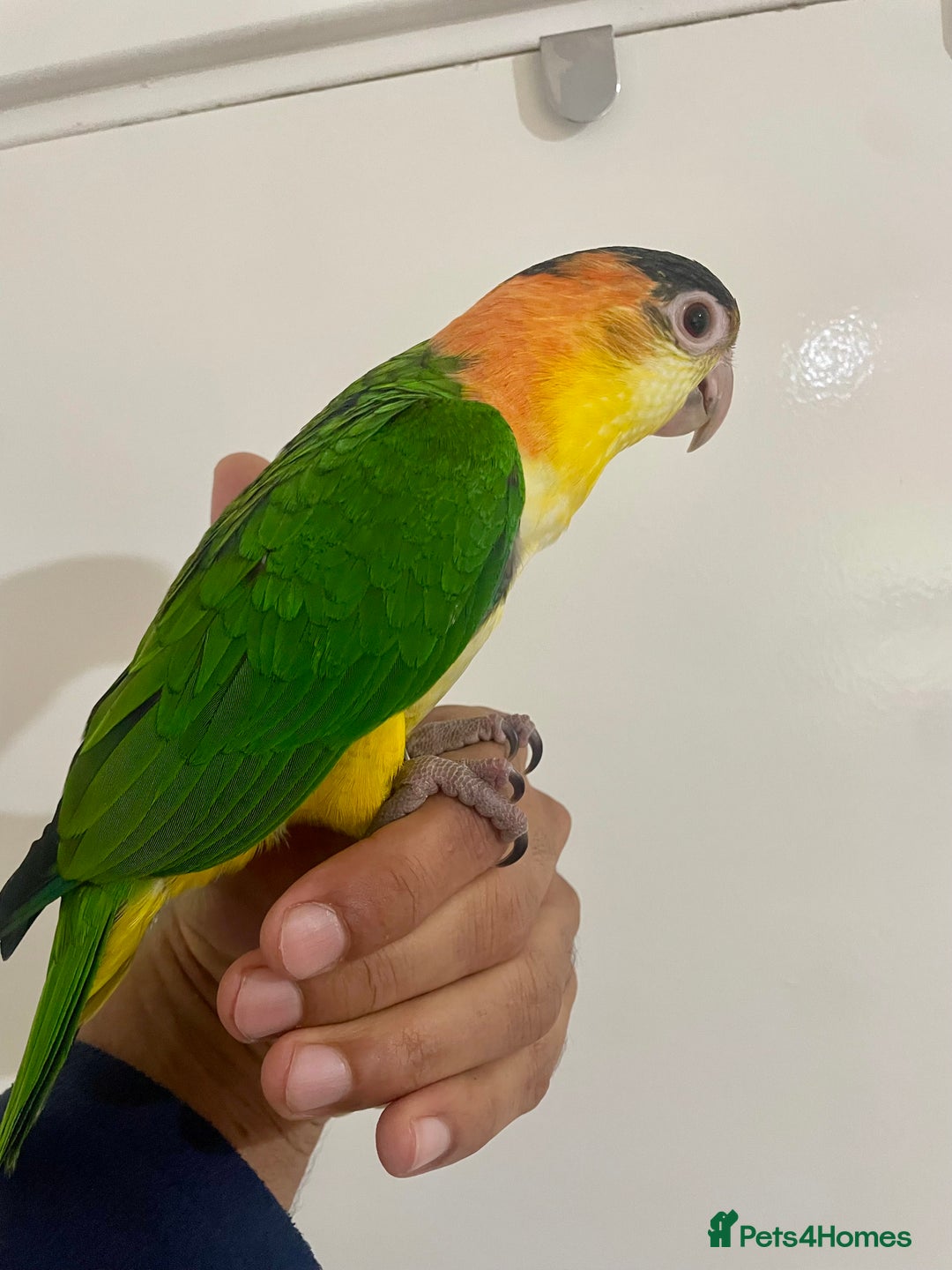Parrots birds for sale: SILLY TAME HAND REARED BABY YELLOW THIGHED CAIQUE - Image 4