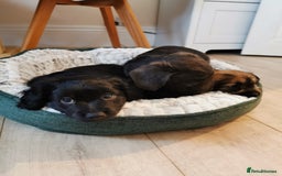 Mixed Breed dogs for sale: Little bundles of schweenie love!  - Image 37