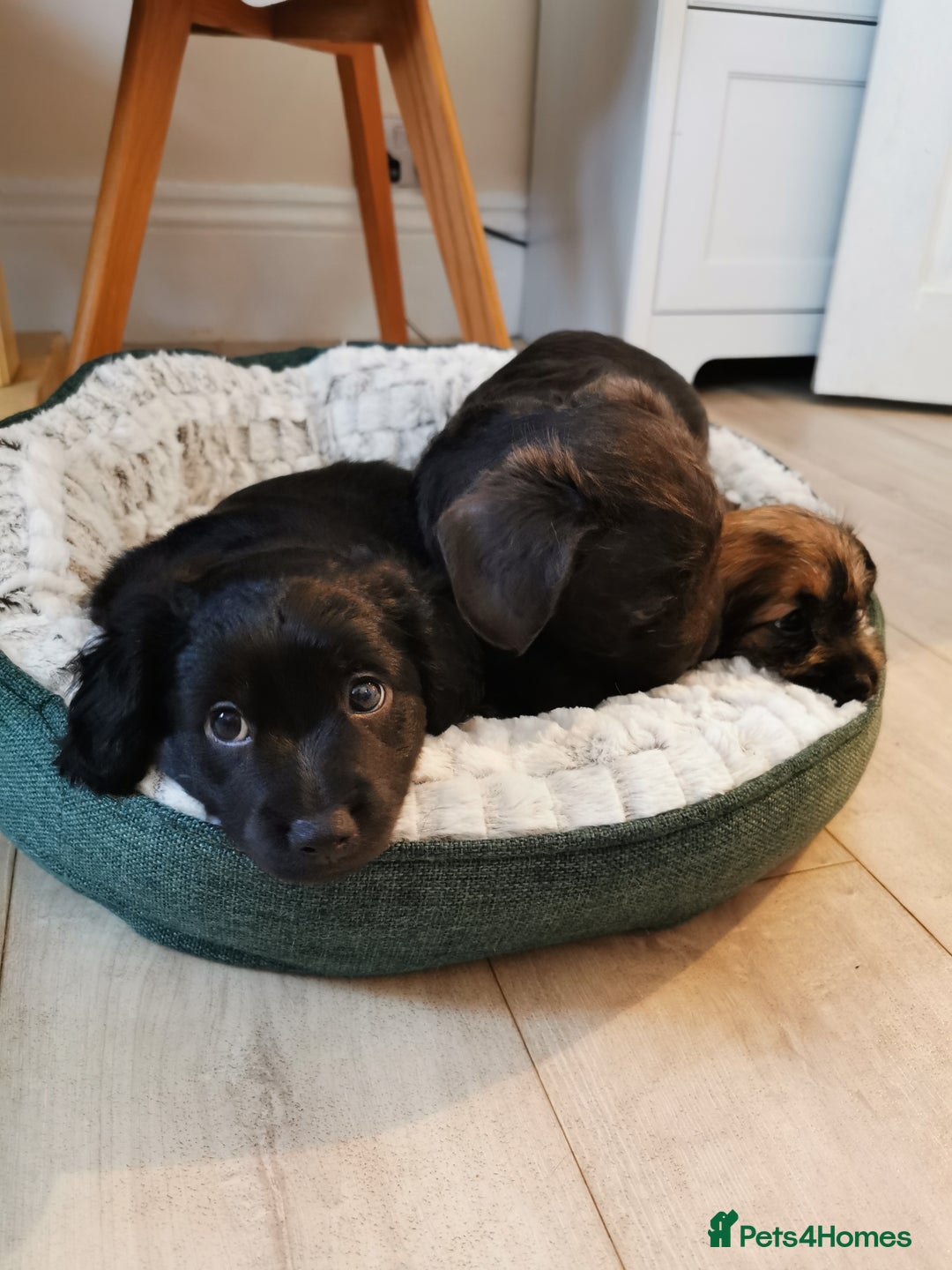 Mixed Breed dogs for sale: Little bundles of schweenie love!  - Image 37