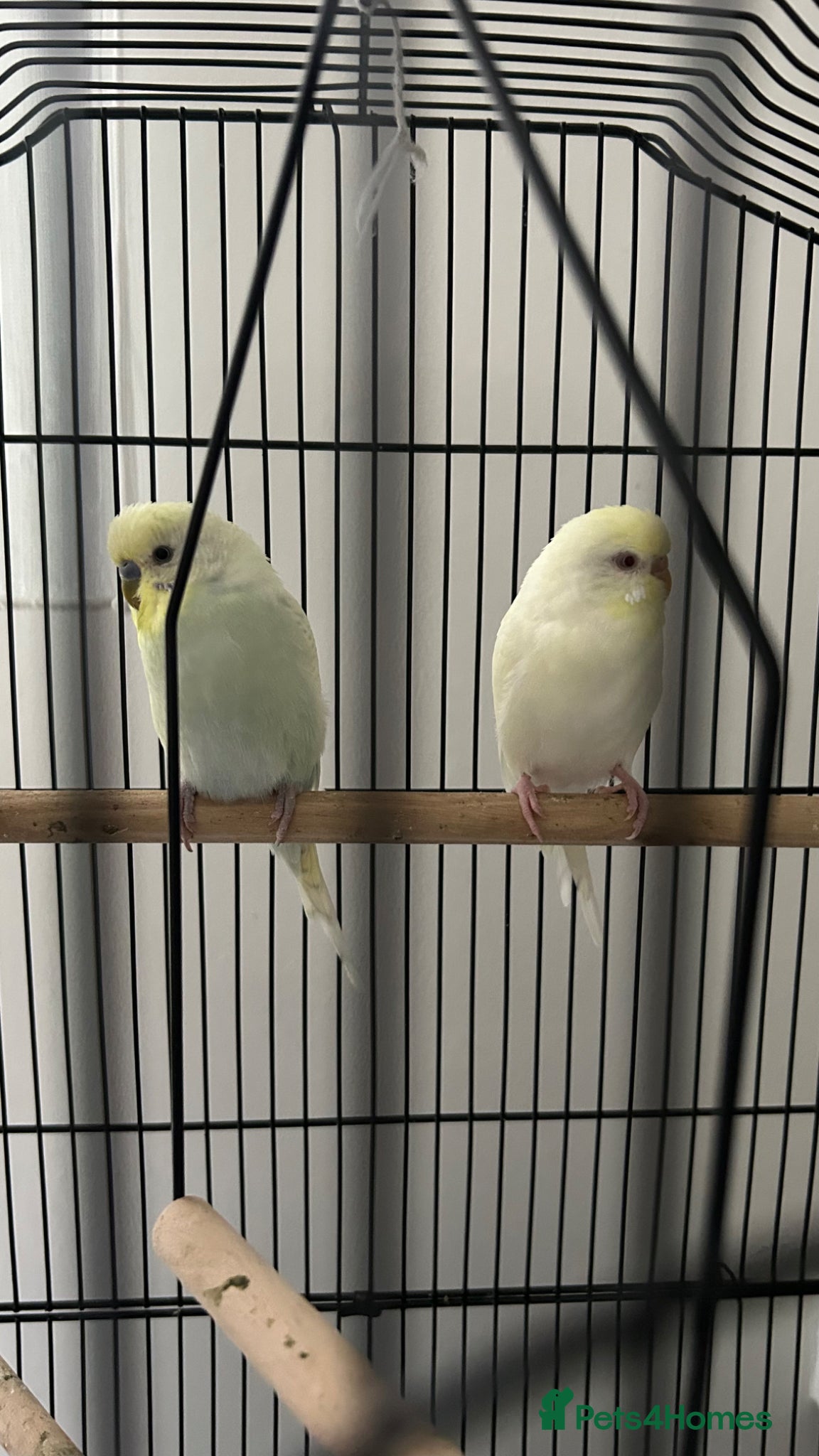 Budgerigars birds Boy & Girl + Everything else  - Advert 1