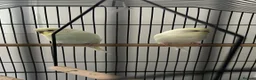 Budgerigars birds for sale: Boy & Girl + Everything else  in London - Advert 1