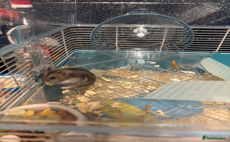 Hamster rodents - Advert 1