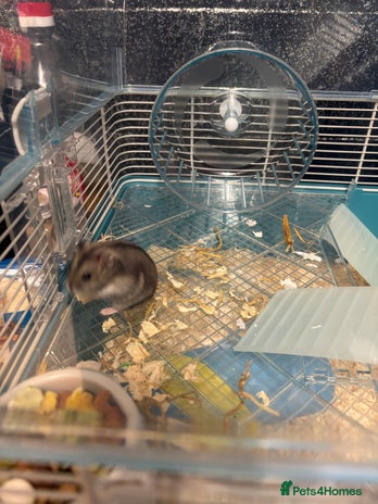 Hamster rodents - Advert 7