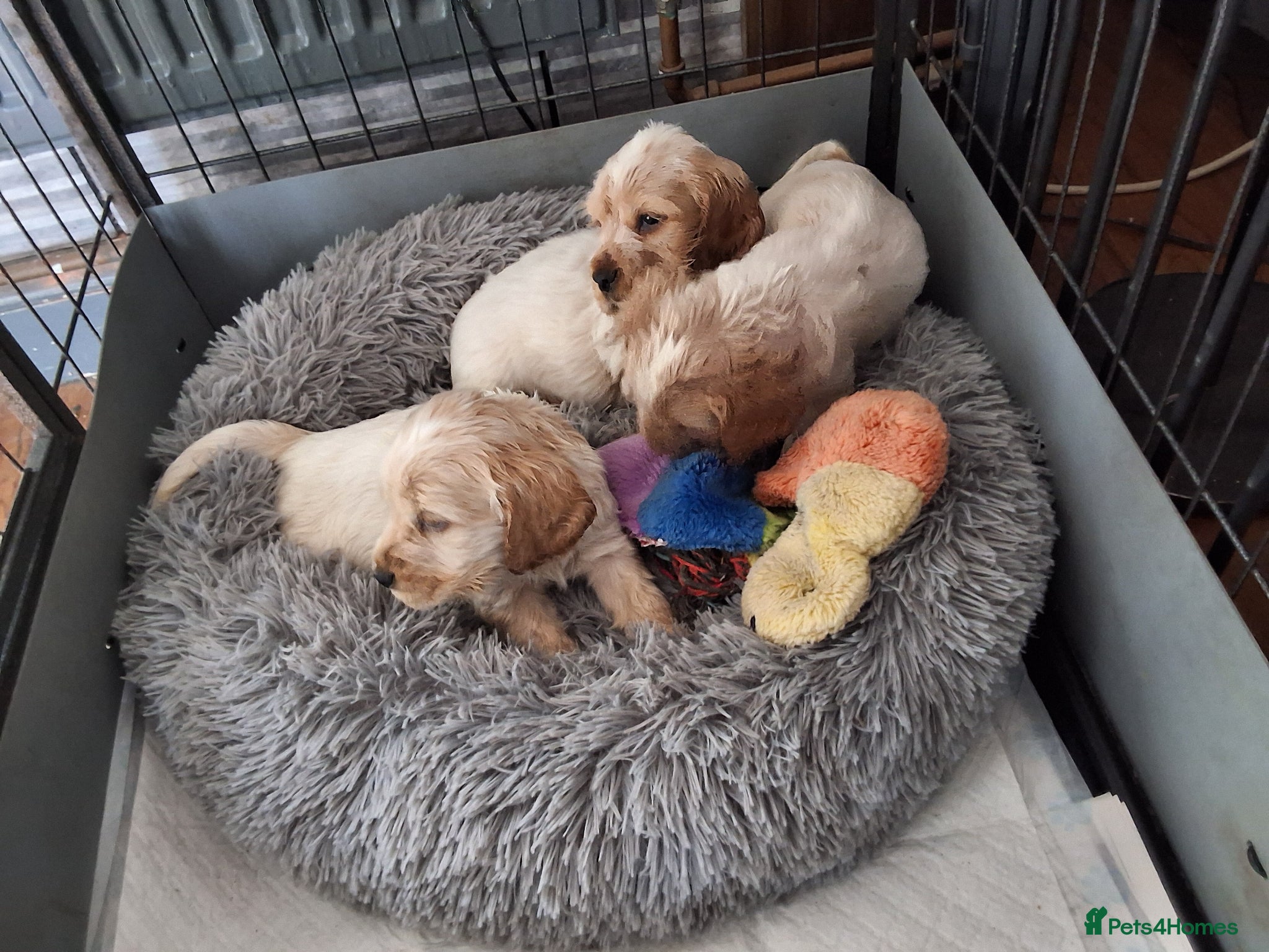 Cocker Spaniel dogs KC registered Show Cocker - Advert 1