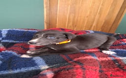 Greyhound dogs for sale: Irish Greyound Puppies  - Image 13