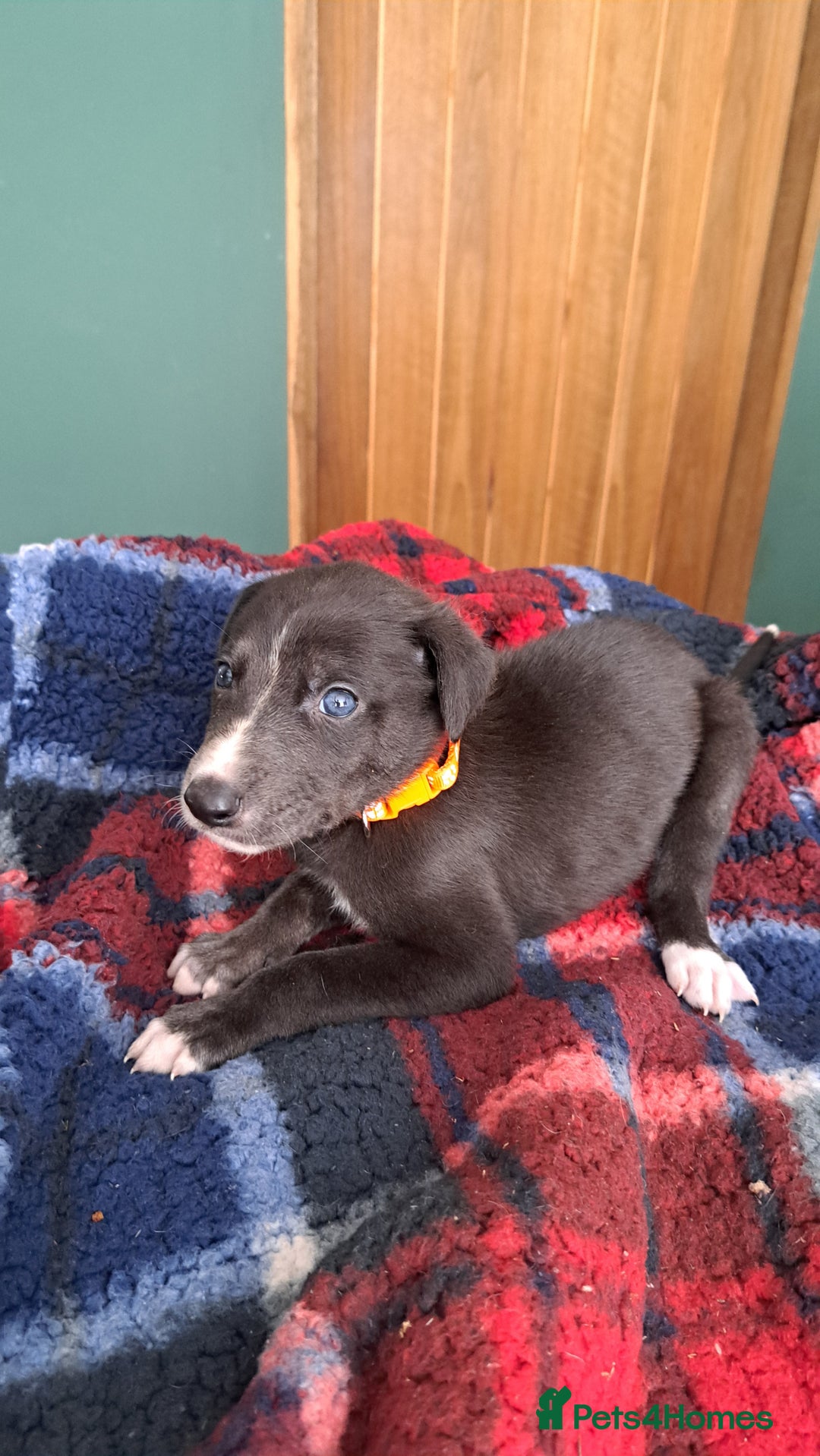 Greyhound dogs for sale: Irish Greyound Puppies  - Image 13