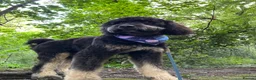 Bernedoodle dogs for sale: Bernedoodle 3 years old - Advert 3