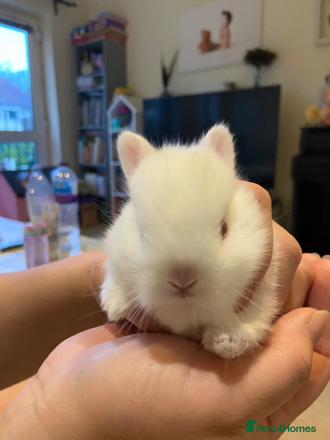 Netherland Dwarf rabbits for sale: Netherlands Dwarfs Bunnies in Poole - Advert 1