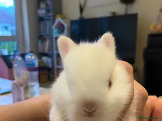 Netherland Dwarf rabbits Netherlands Dwarfs Bunnies in Poole - Advert 7