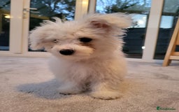 Maltese dogs for sale: Bishon Maltese - Image 4