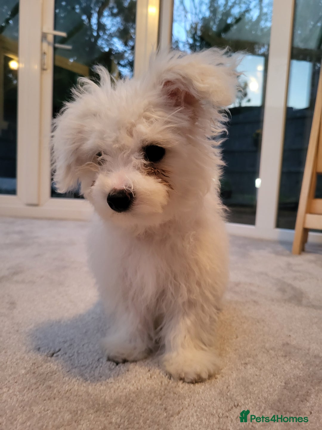 Maltese dogs for sale: Bishon Maltese - Image 4