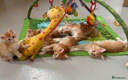 Maine Coon cats for sale: Red Maine coon female kittens, TICA reg - Image 3