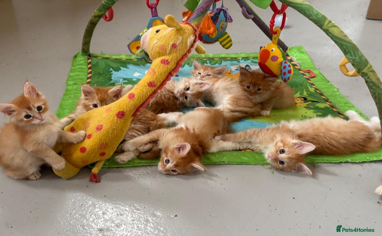 Maine Coon cats - Advert 2