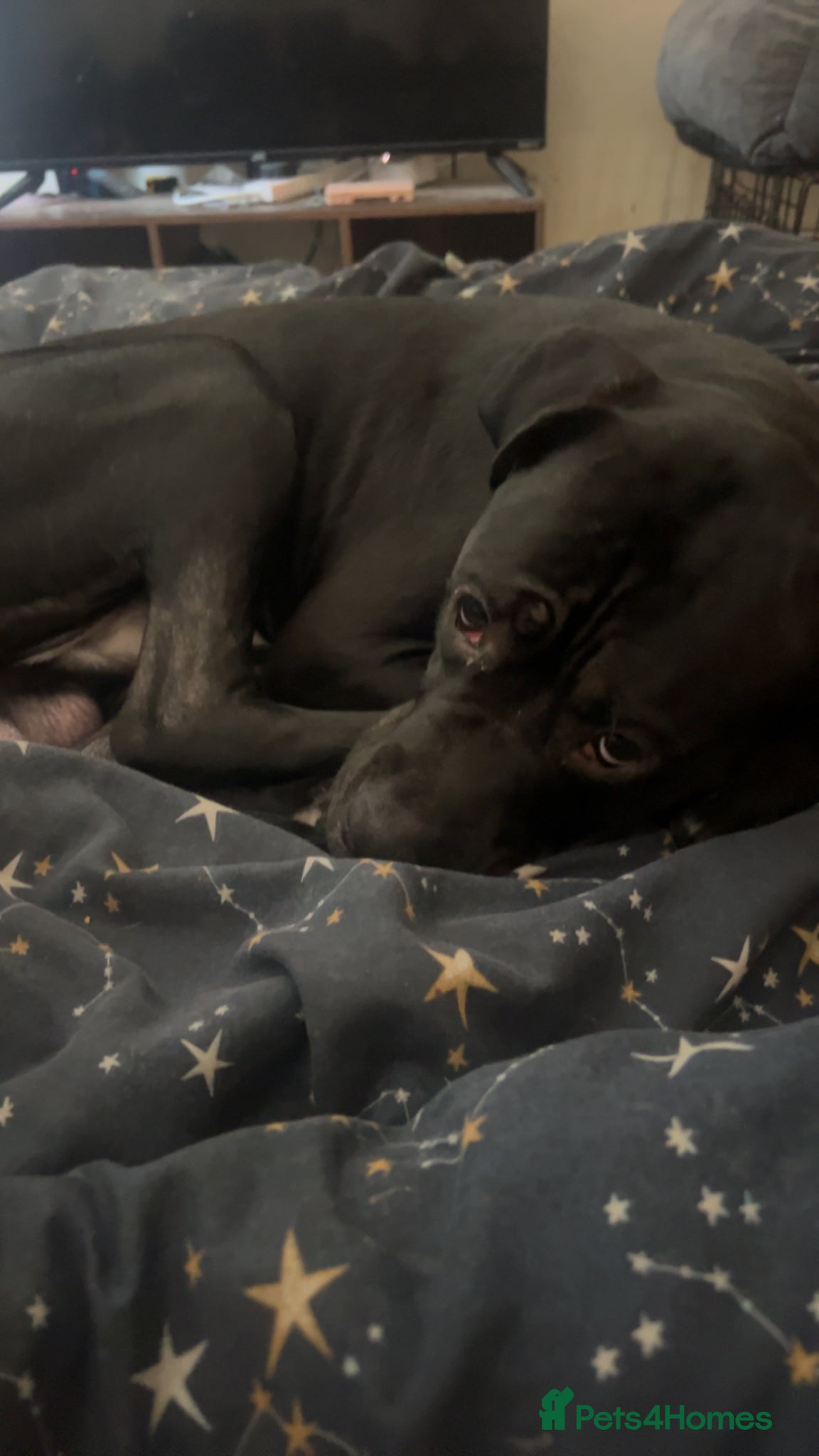 Mixed Breed dogs Diesel Mixed cane corso for sale – 10 months old - Advert 1