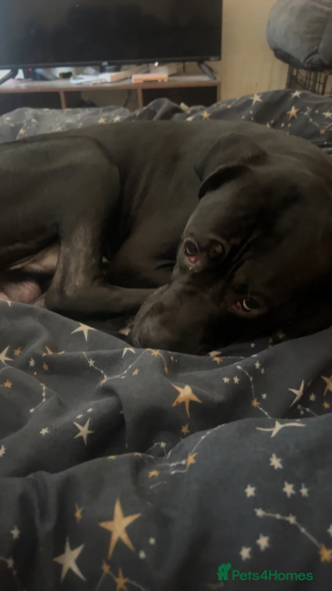 Mixed Breed dogs for sale: Diesel Mixed cane corso for sale – 10 months old in Hull - Advert 1