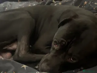 Mixed Breed dogs Diesel Mixed cane corso for sale – 10 months old - Advert 1