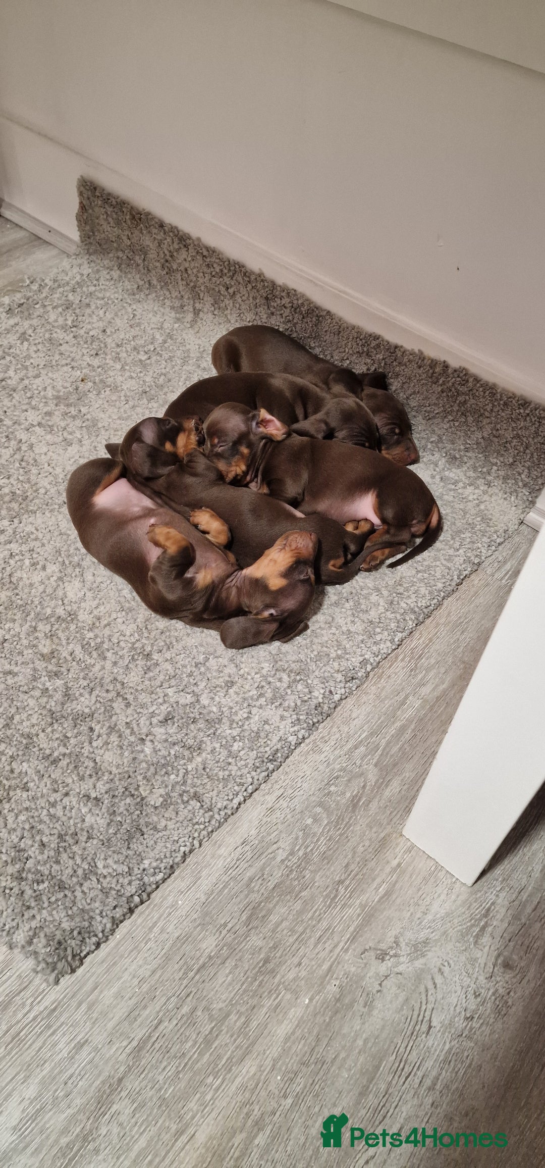Miniature Dachshund dogs for sale: Miniature dachshund - Advert 9