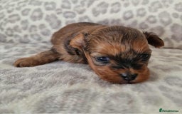 Toy Poodle dogs for sale: Mikipoos  - Image 4