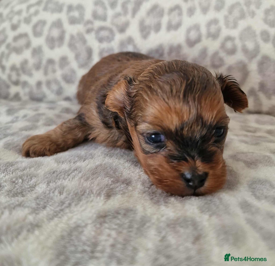 Toy Poodle dogs for sale: Mikipoos  - Image 4