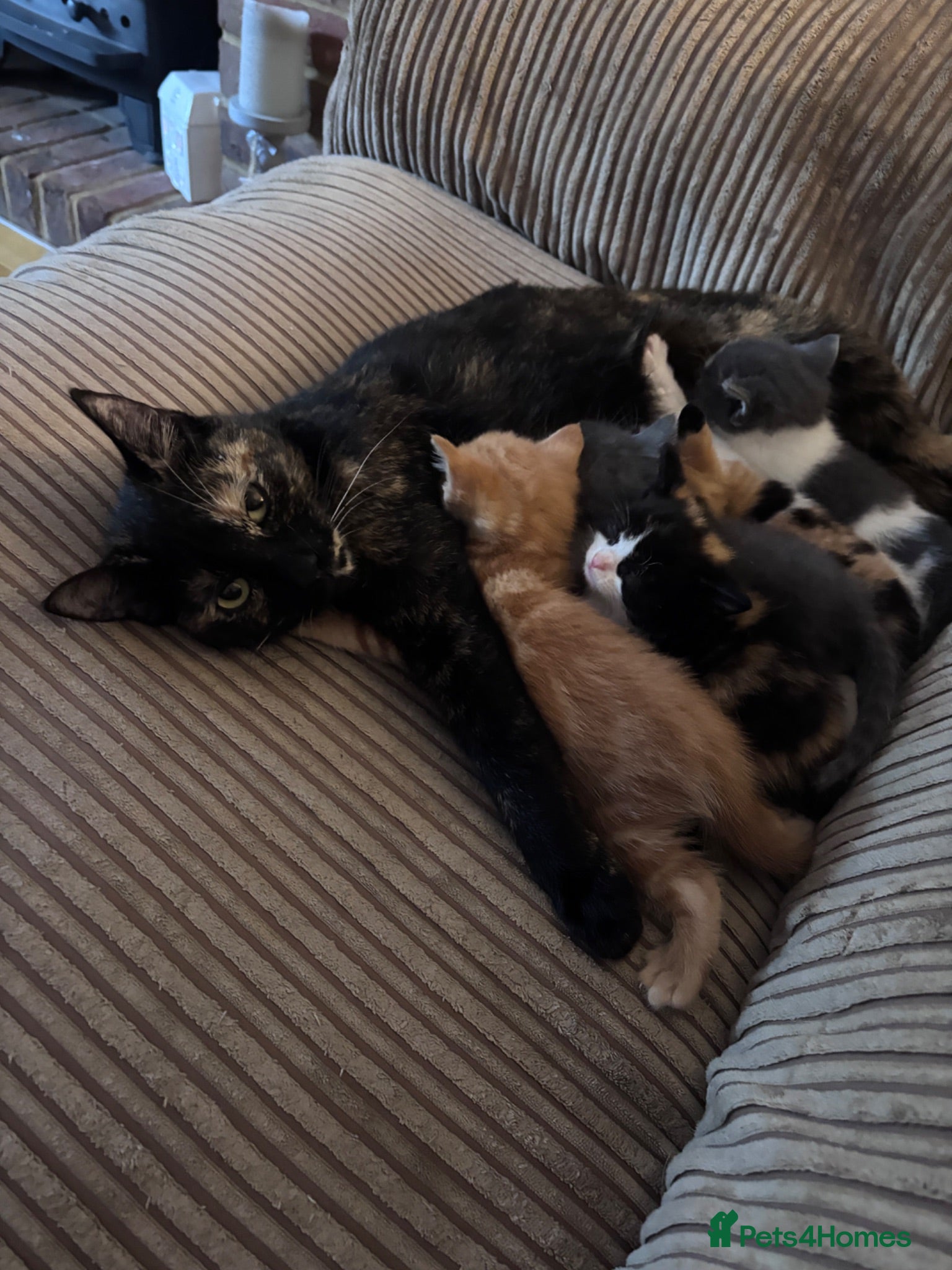 Mixed Breed cats 3 kittens for sale  - Advert 2