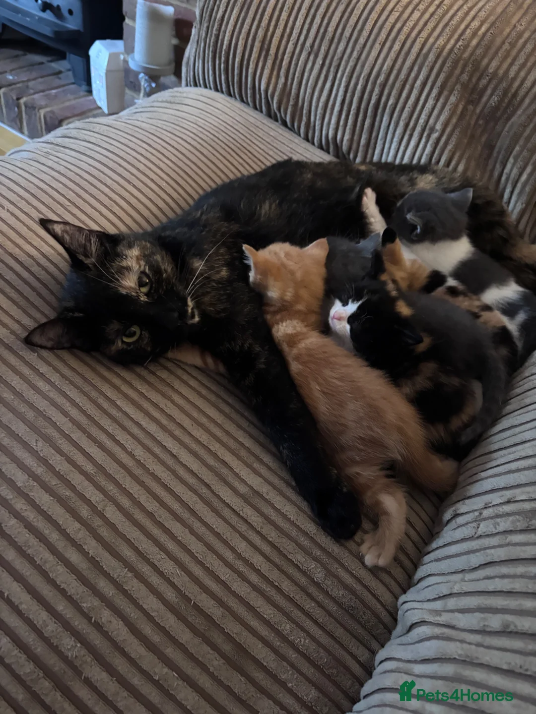 Mixed Breed cats for sale: 3 kittens for sale  in Wellingborough - Advert 1