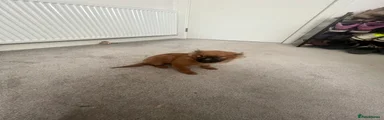 Pomeranian Puppy 2