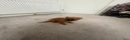 Pomeranian dogs for sale: Pomeranian puppies. - Advert 8
