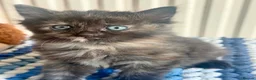 British Longhair cats for sale: Long hair kittens - Advert 8