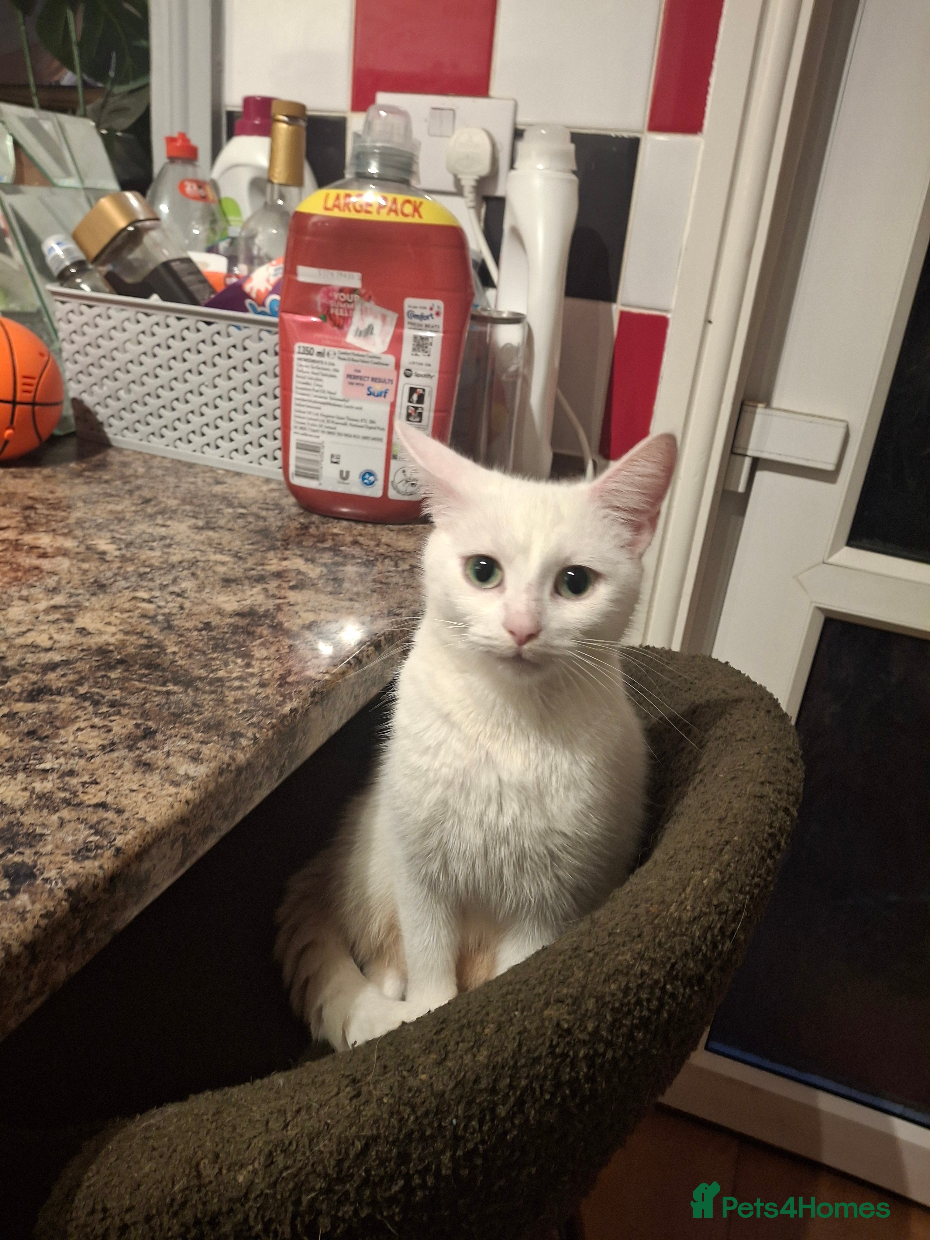 Asian cats Female black and white kitten - Advert 1