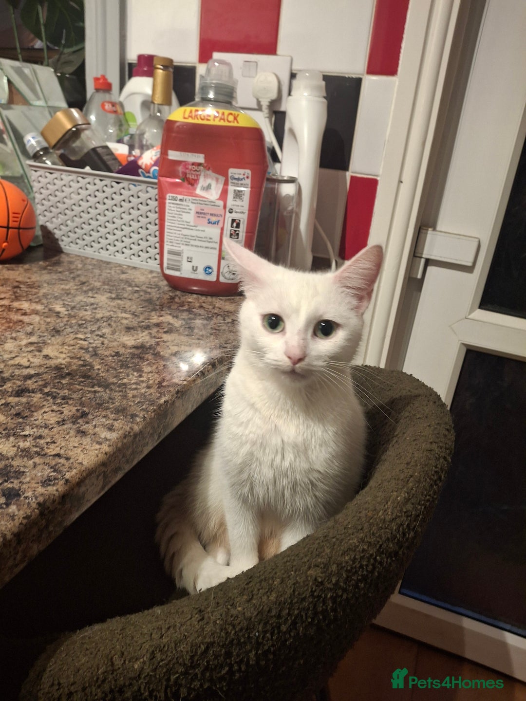 Asian cats for sale: Female black and white kitten - Advert 1