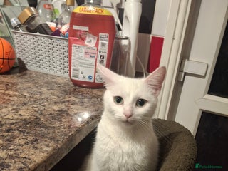 Asian cats Female black and white kitten - Advert 2