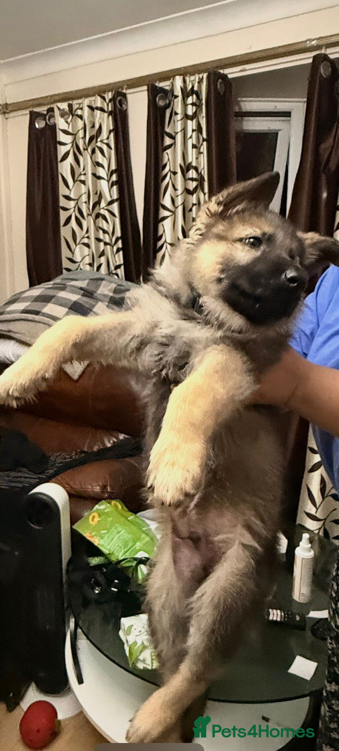 German Shepherd dogs for sale: GERMAN SHEPHERD PUPPY 8 WEEKS - Advert 4