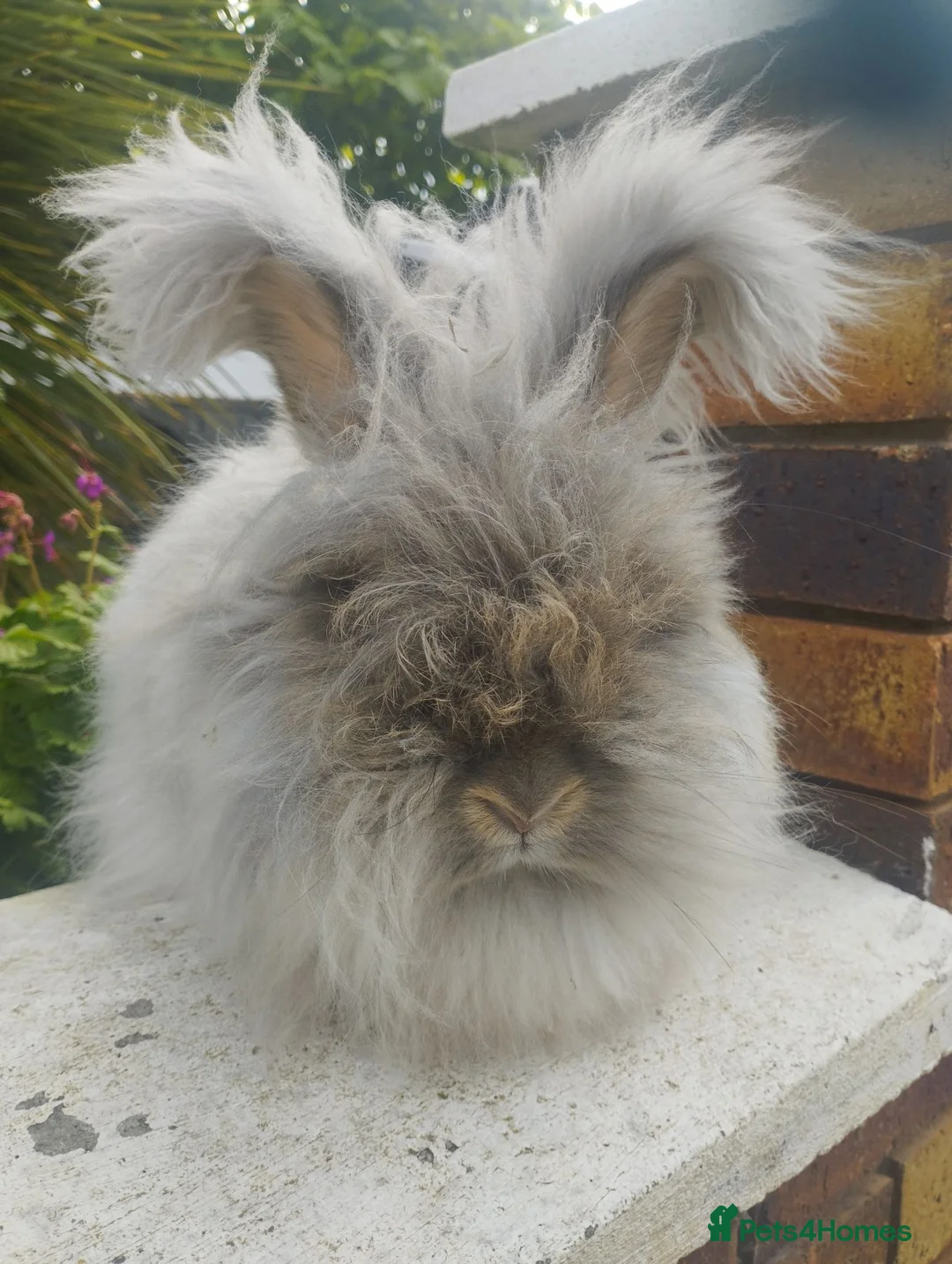 Angora rabbits for sale: Angora Doe looking for a home ❤️ - Advert 2
