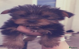 Yorkshire Terrier dogs for sale: Outstanding Yorkshire terriers - Image 17