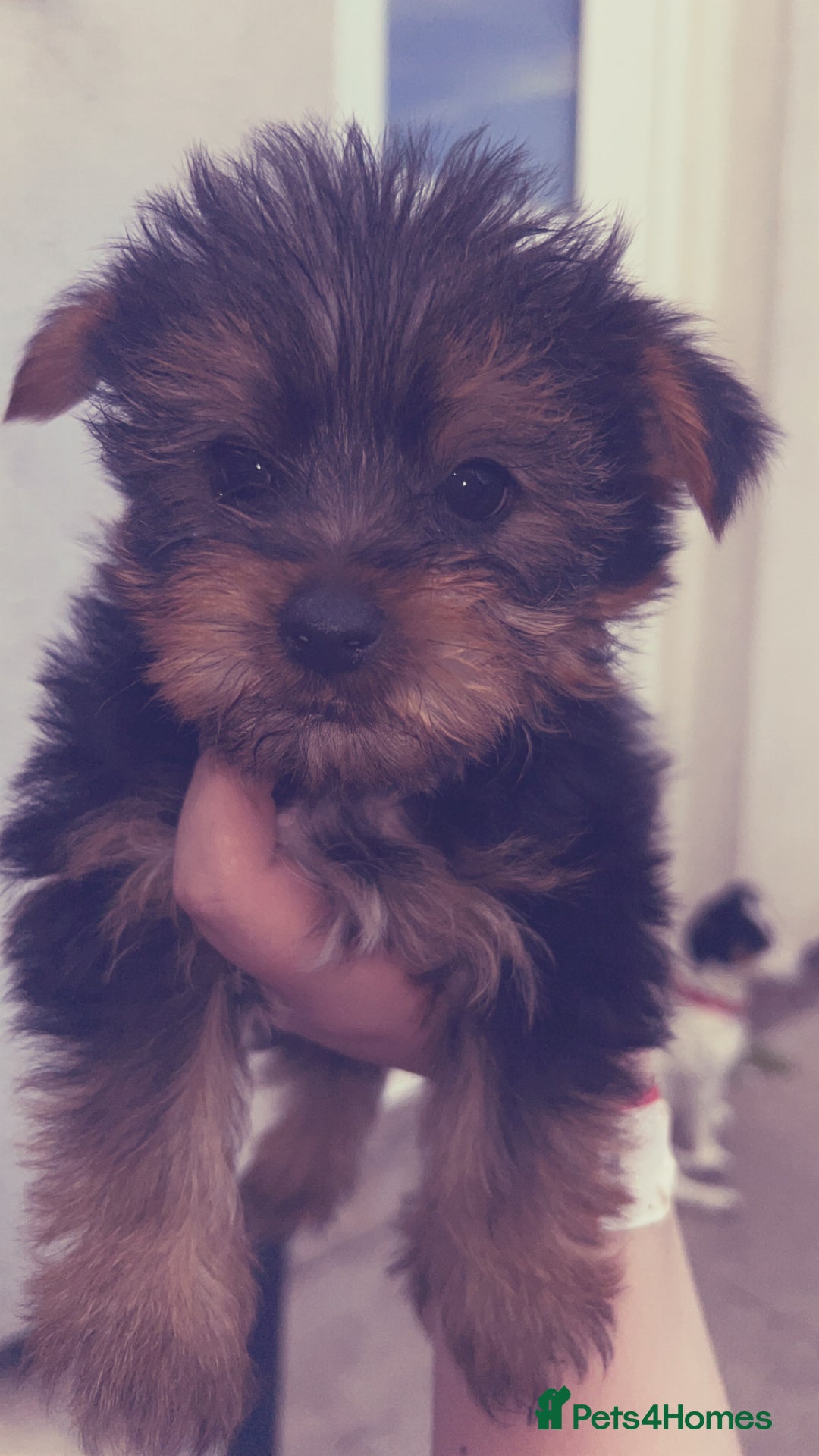 Yorkshire Terrier dogs for sale: Outstanding Yorkshire terriers - Image 17