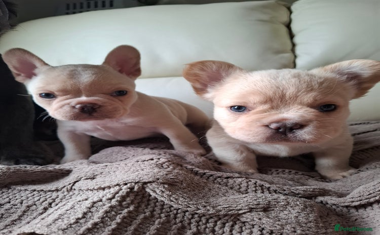 French Bulldog dogs - Advert 1