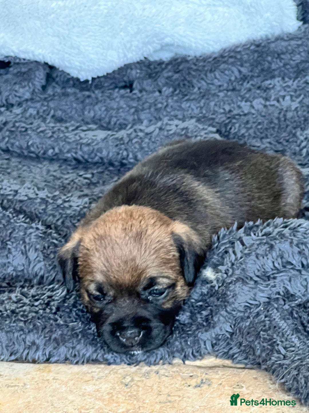 Border Terrier dogs for sale: Beautiful border terrier puppies  - Advert 3