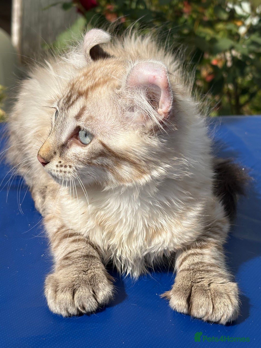 Keetso cats for sale: Stunning polydactyl longhaired snow leopard Keetso - Image 8