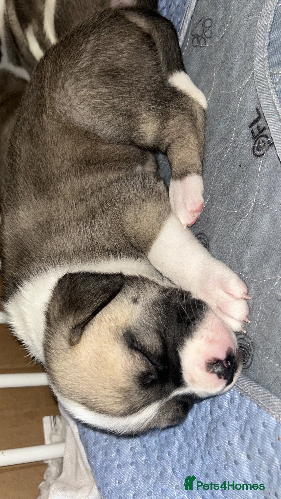Mixed Breed dogs for sale: American bulldog x bullmastiff puppies - Image 8