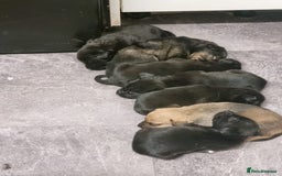 Mixed Breed dogs for sale: Cocker pei - Image 3