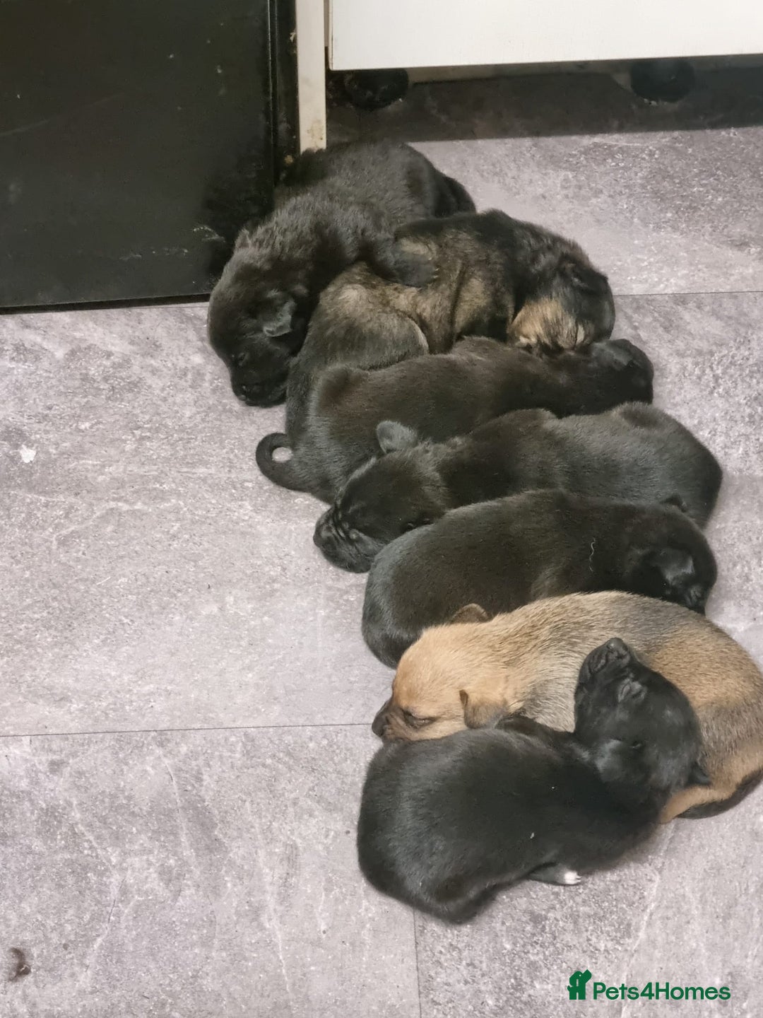 Mixed Breed dogs for sale: Cocker pei - Image 3