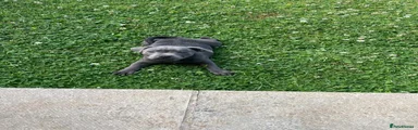 Staffordshire Bull Terrier 2