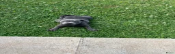 Staffordshire Bull Terrier dogs for sale: Staffordshire pups ready now  - Advert 2