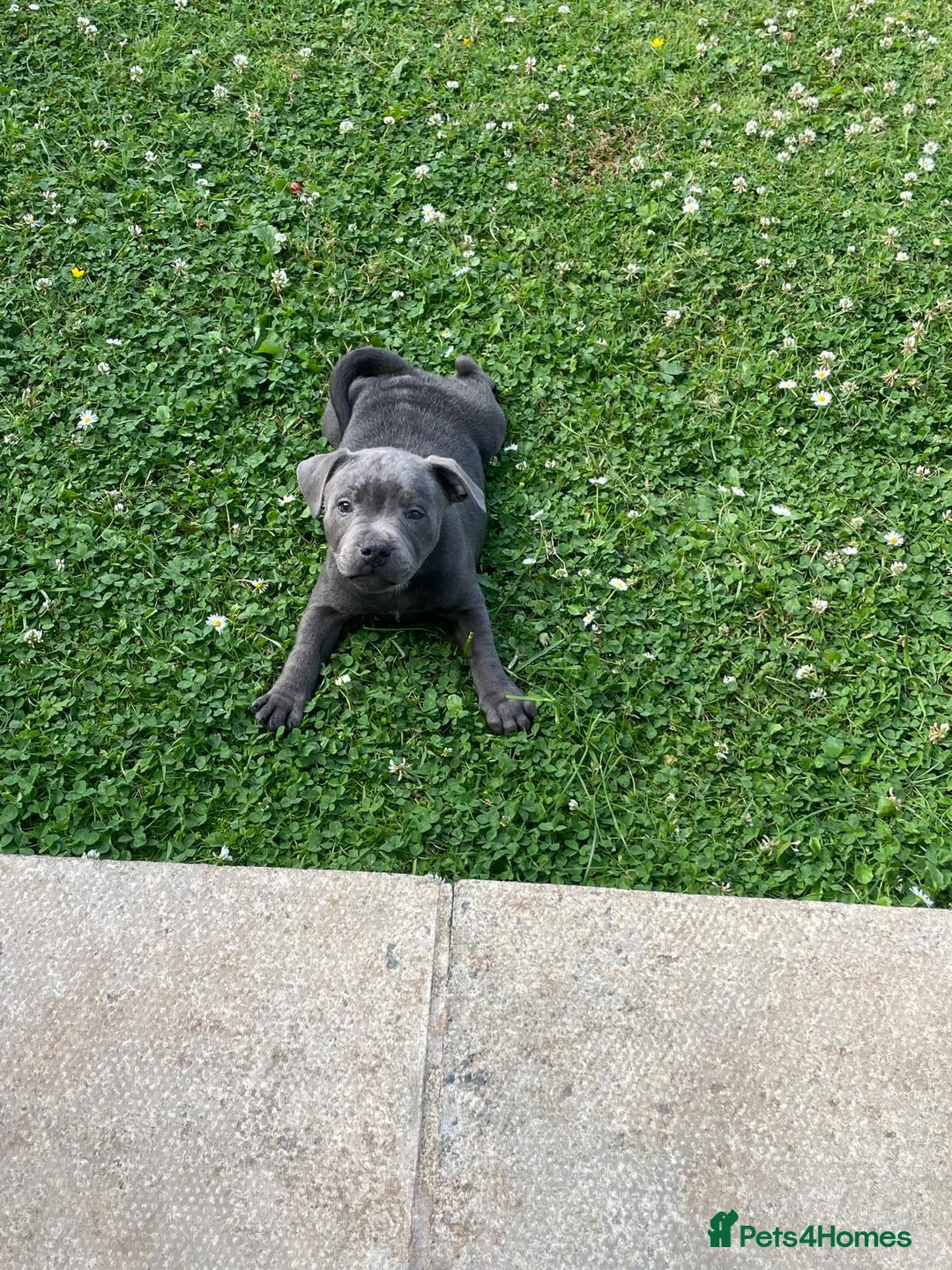 Staffordshire Bull Terrier dogs for sale: Staffordshire pups ready now  - Advert 2